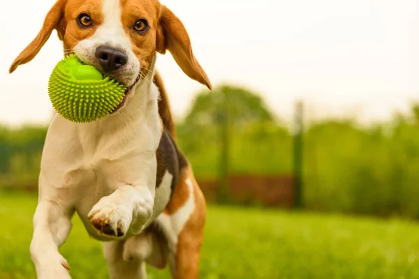 犬は庭でボールで遊んでいる 遊び心のあるボールを取り戻す非常に幸せとフィット — ストック写真