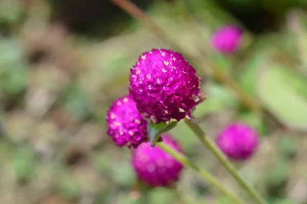 Globe Amaranth Violacea Nombre Latino Gomphrena Globosa Violacea — Foto de Stock