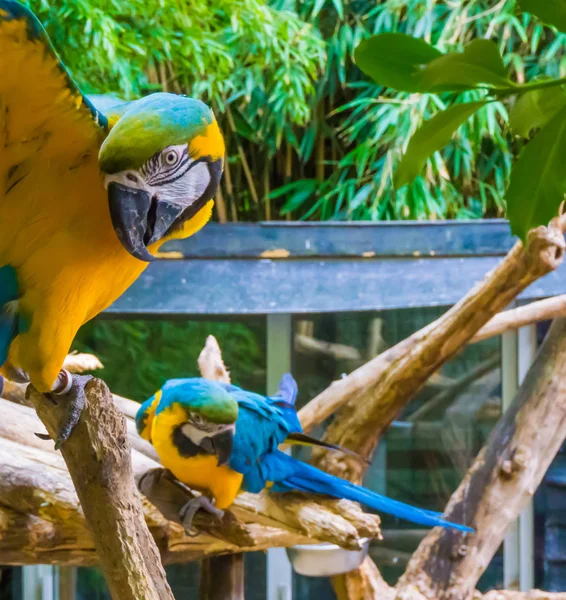 Vicces Kék Sárga Arapagáj Papagáj Közelről Széttárja Szárnyait Belenéz Kamerába — Stock Fotó
