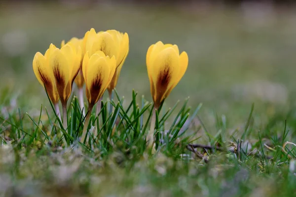 Krokusblüten Auf Einer Wiese Frühling — Stockfoto