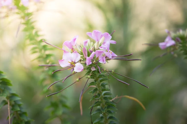 Зображення Тла Барвистих Квітів Фонова Природа — стокове фото