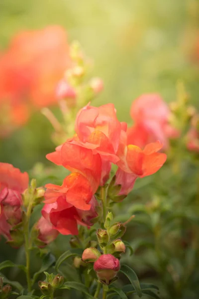 Background Image Colorful Flowers Background Nature — Stock Photo, Image