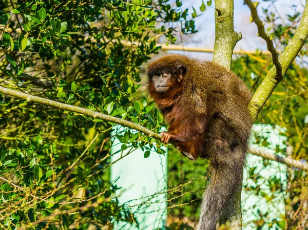 Coppery Titi Sitting Branch Closeup Portrait Tropical Monkey Amazon Forest — Stock Photo, Image