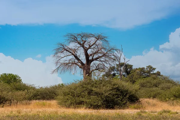 Smukke Grønne Landskab Moremi Vildtreservat Efter Regn Sæson Okavango Delta - Stock-foto