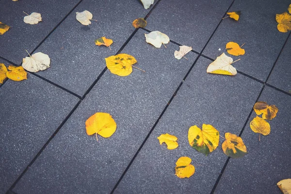 Yellow Leaves Cover Street Floor Autumn Fall — Stock Photo, Image