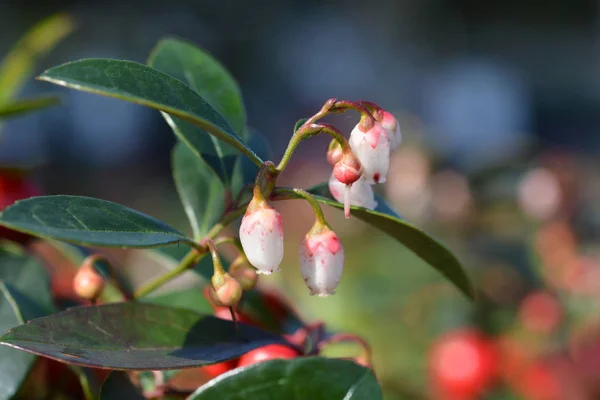 Amerikai Téli Zöld Virágok Latin Név Gaultheria Procumbens — Stock Fotó
