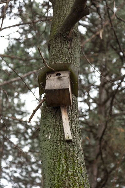 Eenvoudige Vogels Thuis Gemaakt Van Het Hout Materiaal — Stockfoto