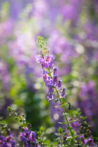 Das Hintergrundbild Der Bunten Blumen Hintergrund Natur — Stockfoto