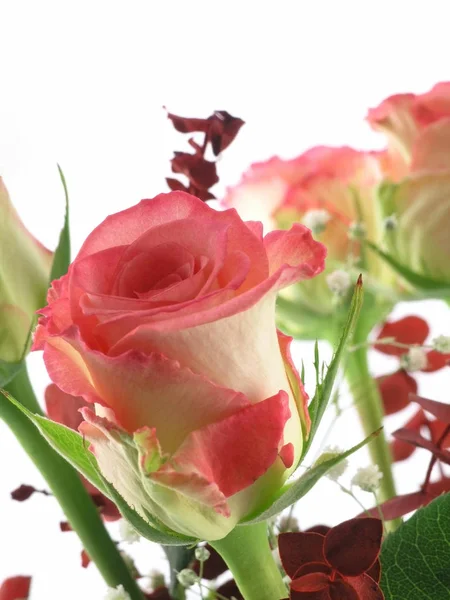 Ramo Rosas Aislado Sobre Fondo Blanco — Foto de Stock