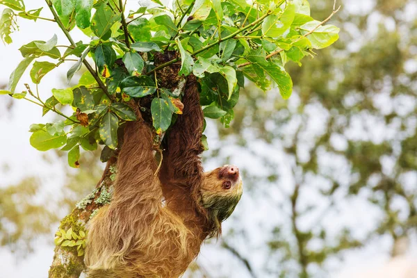 Bradipo Sull Albero Costa Rica America Centrale — Foto Stock