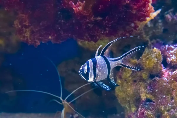 Tropische Banggai Kardinale Vis Zwemmen Exotische Riffen Van Indonesië — Stockfoto