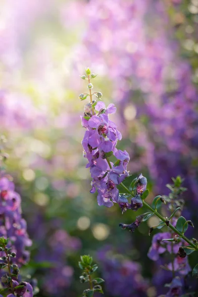 Imagen Fondo Las Flores Colores Naturaleza Fondo — Foto de Stock