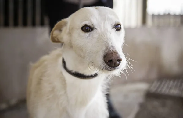 Câine Abandonat Detalii Despre Animal Salvat Doua Șansă — Fotografie, imagine de stoc
