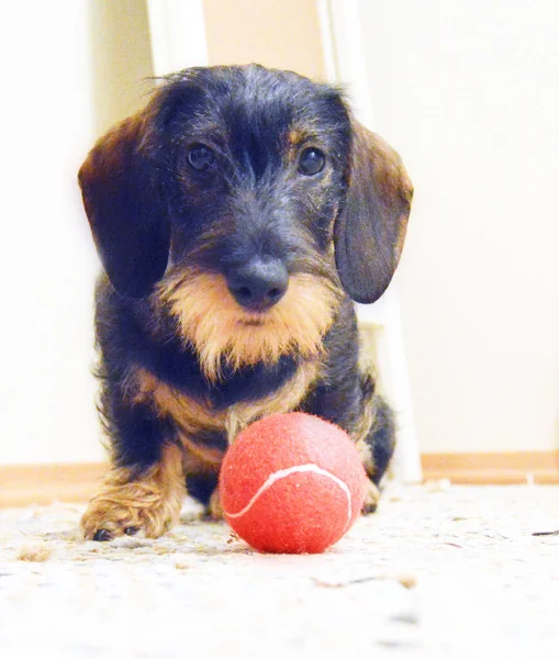 Strihret dvergdachshund valp med sin frste ball. Wirehaired miniature dachshund puppy with her first ball.