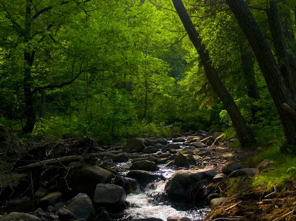 Lumière Soleil Filtre Travers Une Forêt Verte Ruisseau — Photo