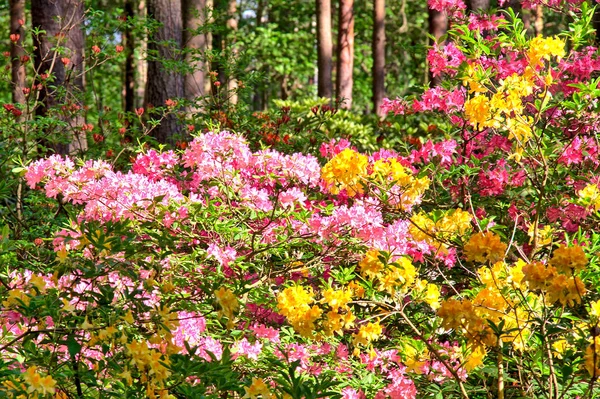 Celý Borový Les Plný Kvetoucích Barevných Květin — Stock fotografie
