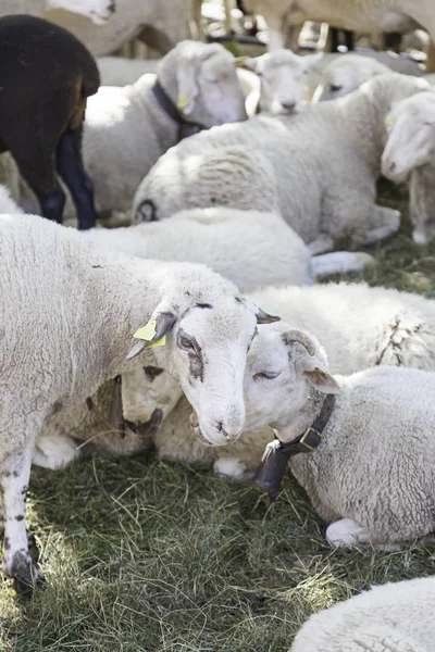 Får För Mjölk Husdjur För Att Producera Mjölk Ulldäggdjur — Stockfoto