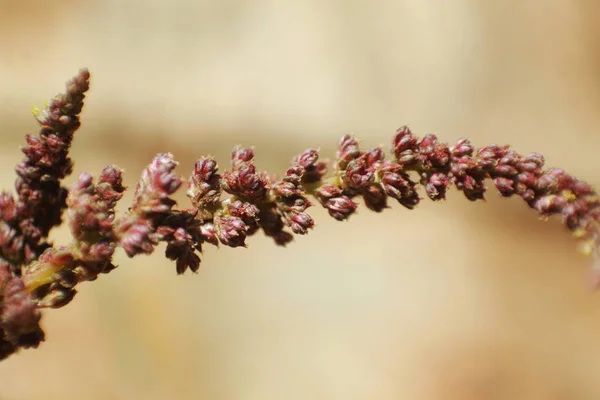 Macro Una Flor Hierba Campo Hierba — Foto de Stock