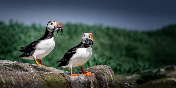 Atlantic Puffin Fratercula Arctica Seen Here Returning Foraging Trip Food — 스톡 사진