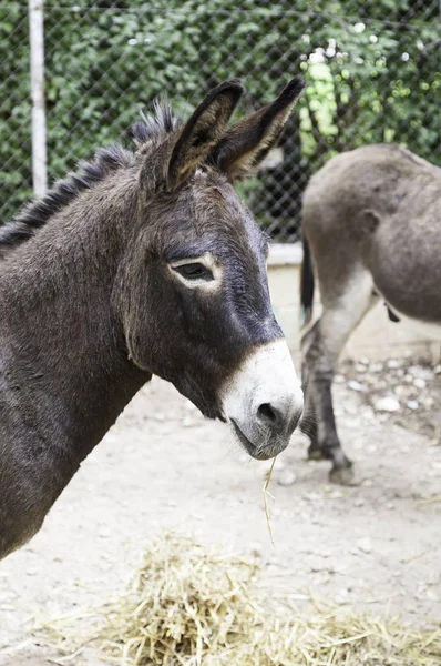 Burros Una Granja Detalle Sobre Mascotas Animales Granja Rurales Mamíferos — Foto de Stock