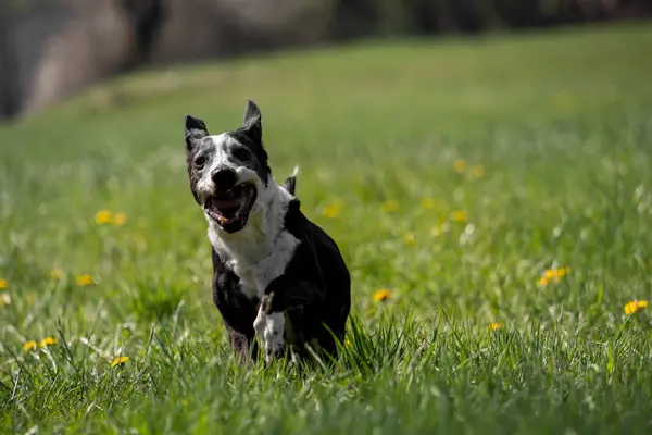 外に黒と白のベースセット犬 — ストック写真