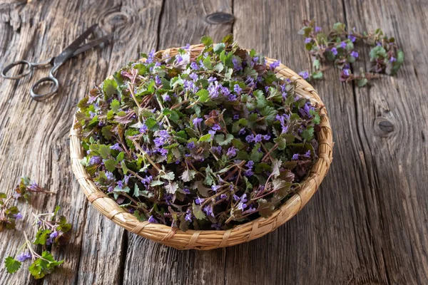 Fresh blooming ground-ivy in a basket