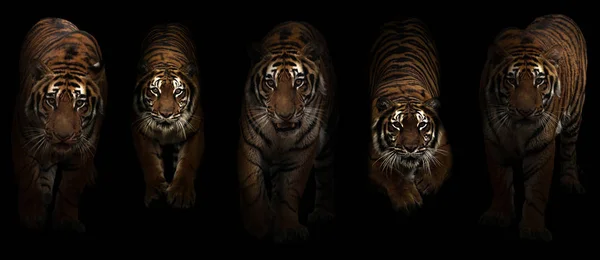 Groep Tijgers Panthera Tigris Donkere Achtergrond — Stockfoto