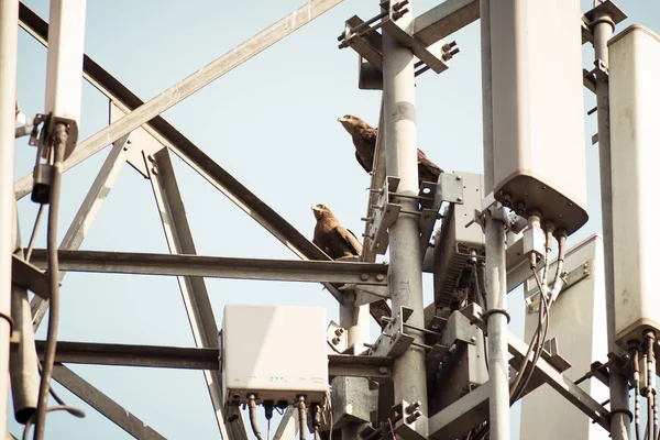 Pasăre Linie Transmisie Înaltă Tensiune Păsările Sunt Șocate Atunci Când Imagini stoc fără drepturi de autor