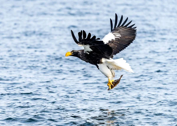 Flying Predatory Stellers Sea Eagle Cerca Rausu Shiretoko Hokkaido Japón — Foto de Stock