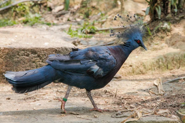 Burung Merpati Bermahkota Barat Dan Victoria — Stok Foto