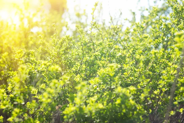 Broto Jovem Uma Árvore Com Luz Solar Suave — Fotografia de Stock