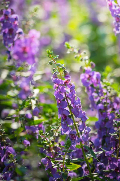 Das Hintergrundbild Der Bunten Blumen Hintergrund Natur — Stockfoto