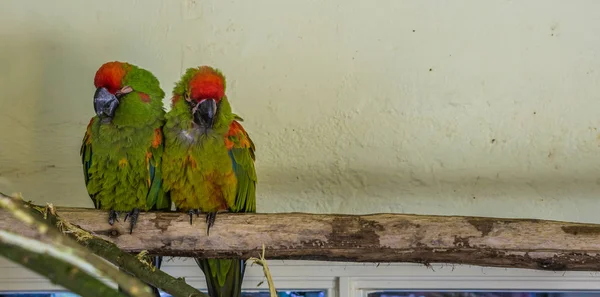 两只红叶鹦鹉紧密地坐在树枝上 它们是来自玻利维亚的热带濒危鸟类 — 图库照片