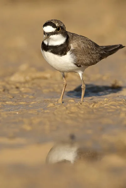 Little Ringed Plover Charadrius Dubius Looking Food Water Mud — Stock Photo, Image