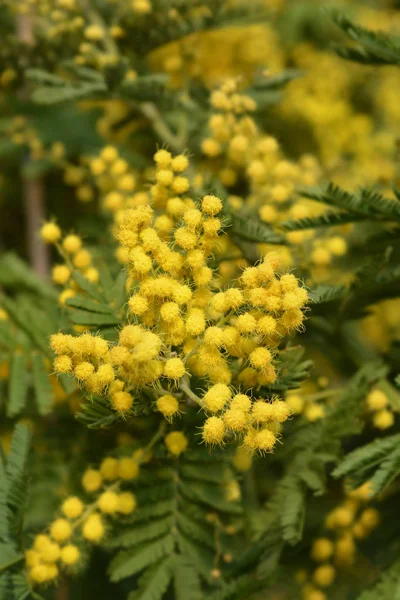 Silver Wattle Latin Name Acacia Dealbata — Stock Photo, Image