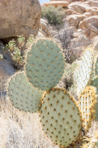 Opuntia Chlorotica Dollarjoint Pricklypear Κάκτος Κατά Μήκος Willow Hole Trail — Φωτογραφία Αρχείου