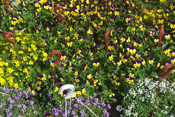 Vari Fiori Fioritura Casa Nel Negozio Fiori — Foto Stock