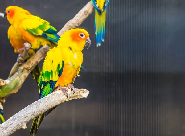 Színes Sun Papagáj Egy Ágon Trópusi Kis Papagáj Amerikából Veszélyeztetett — Stock Fotó