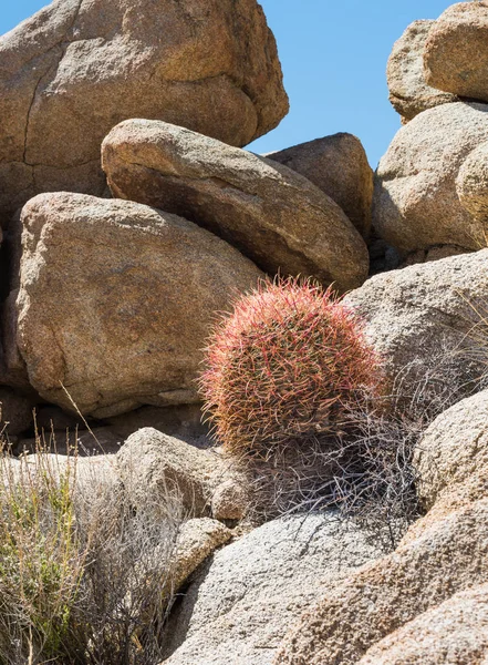 Κάκτος Βαρελιού Καλιφόρνιας Ferocactus Cylindraceus Στο Εθνικό Πάρκο Joshua Tree — Φωτογραφία Αρχείου