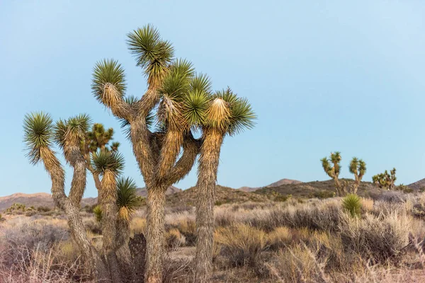 Joshua Träd Yucca Brevifolia Vid Skymningen Utanför Stubbe Springs Loop — Stockfoto