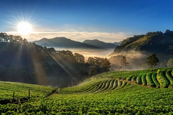 美しいイチゴ園と日の出 土肥アンチャン チェンマイ — ストック写真