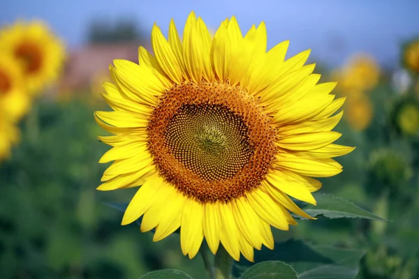 Einzelne Fokussierte Sonnenblume Einem Feld Von Wilden Thailändischen Sonnenblumen — Stockfoto