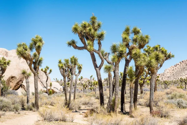 Joshua Träd Yucca Brevifolia Hall Horrors Området Joshua Tree National — Stockfoto