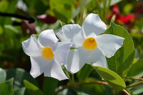 White Mandevilla Flower Latin Name Mandevilla Boliviensis — Stock Photo, Image