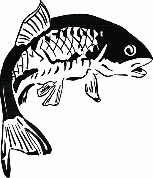 Common Carp Fish Species Inhabiting Freshwater Vector Illustration — Stock Vector