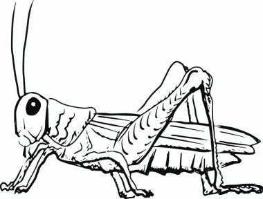 hand drawn, sketch, cartoon illustration of grasshopper clipart