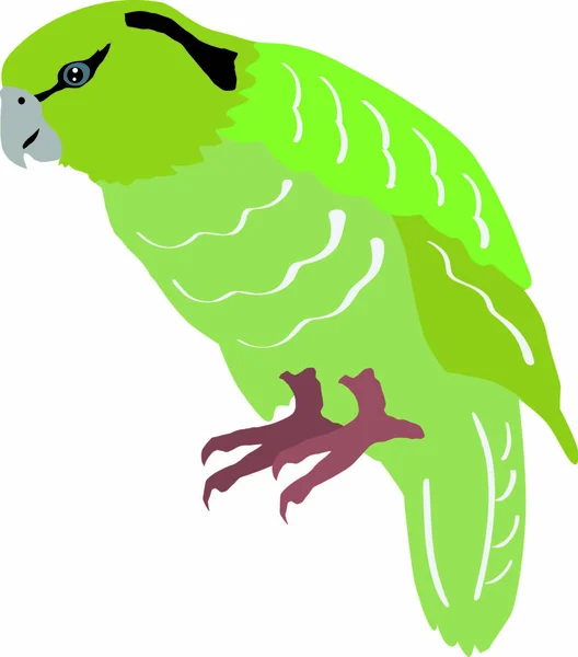 Kakapo Färg Vektor Illustration — Stock vektor