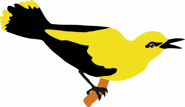 Oriole Sobre Fundo Branco Ilustração Vetorial — Vetor de Stock