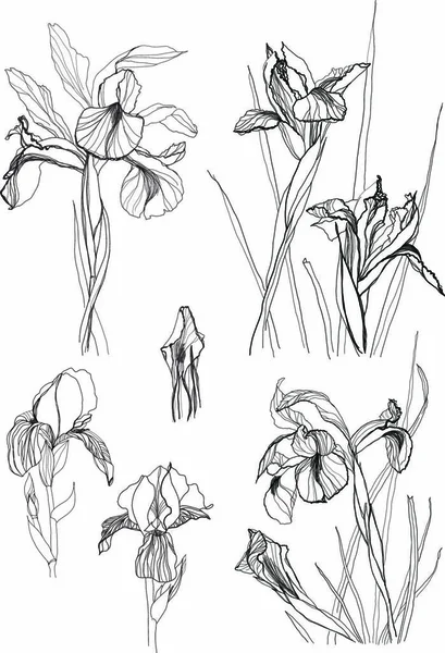 白地に描かれた菖蒲の花 — ストックベクタ