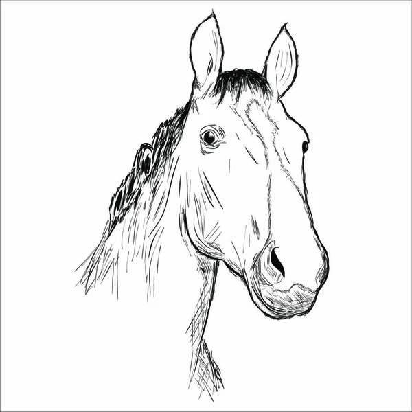 Disegno Mano Vettoriale Testa Cavallo — Vettoriale Stock